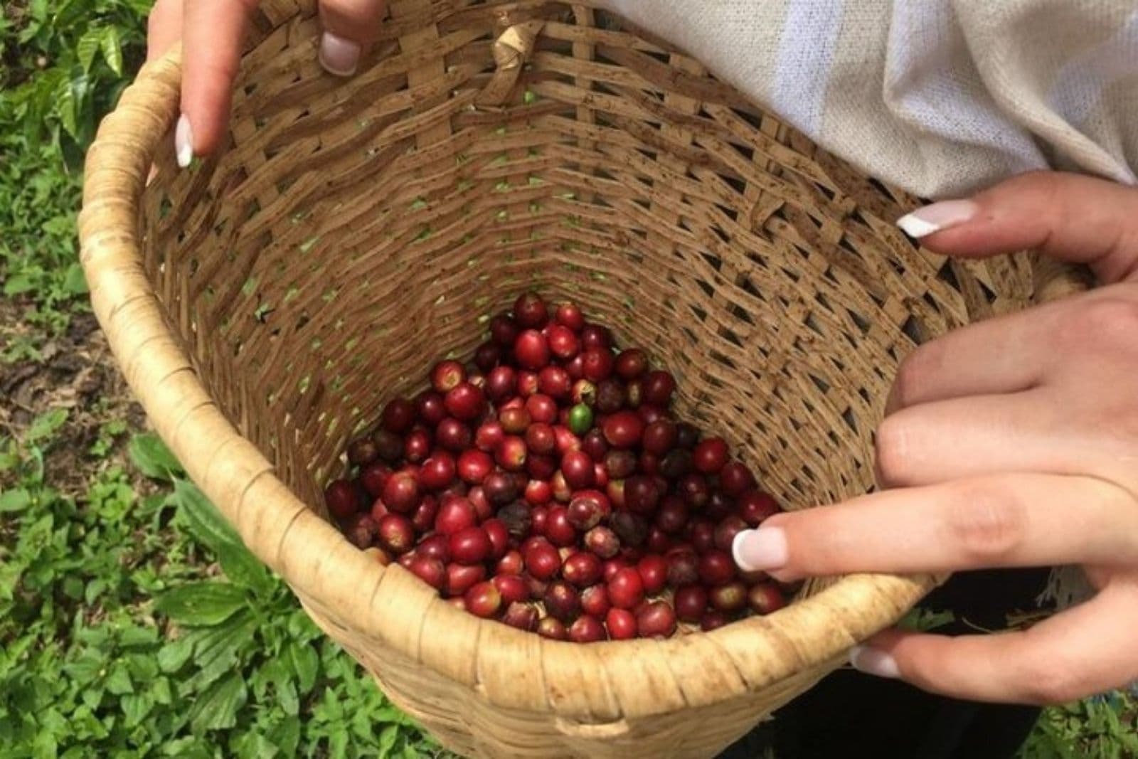 Coffee Tour: From Bean to Cup